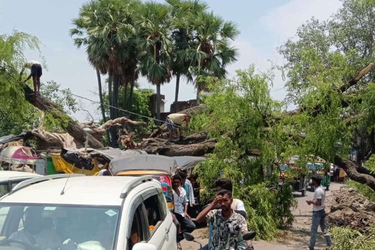 गया जी में तेज आंधी तूफान में बीच सड़क पर गिरा विशाल पेड़, घंटों जाम में फंसे वाहन, बिजली आपूर्ति भी ठप