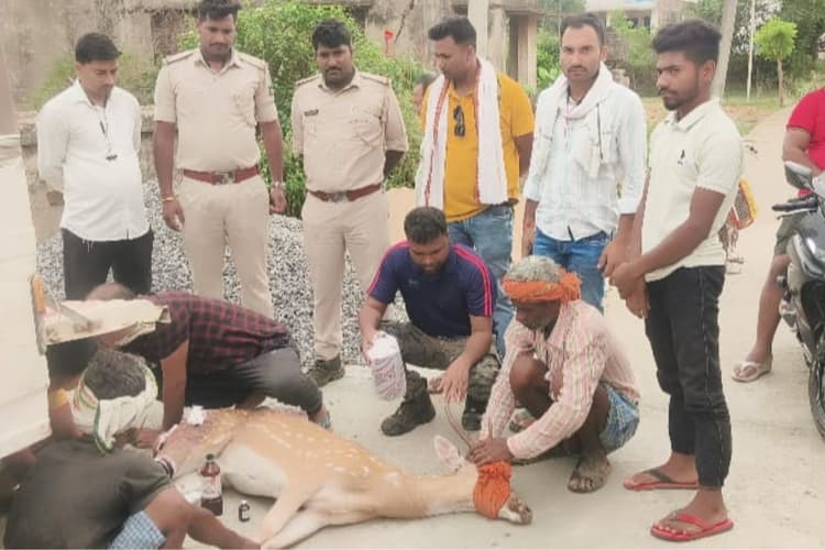 गया जी में पानी की तलाश में जंगल से गांव पहुंचा हिरण, आवारा कुत्तों ने किया हमला, इलाज के दौरान हुई मौत