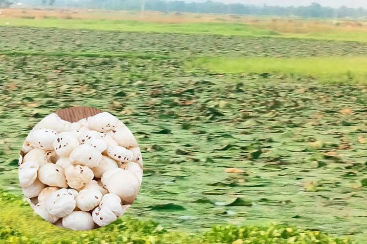 सहरसा में जलजमाव वाली जमीन से किसानों ने उगाया 'सफेद सोना', सलखुआ में मखाना क्रांति की नई कहानी
