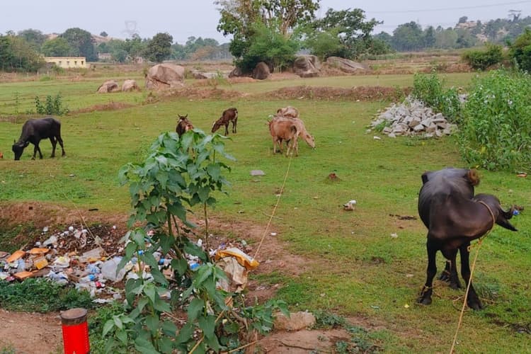 Simdega: बैरिकेड तोड़ भाग रहा था पशु तस्कर, गाड़ी हुई खराब और जब्त हुए 6 गाय-भैंस