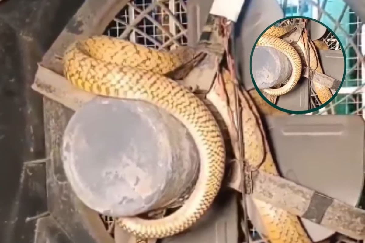 Viral Video: गर्मी से राहत पाने चला था शख्स, कूलर में बैठा मिला खतरनाक नाग सांप