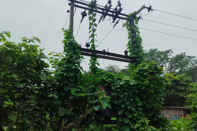 विद्यालय के पास झाड़ियों में छिपा ट्रांसफॉर्मर बना टाइम बम, बिजली विभाग पर लापरवाही का आरोप