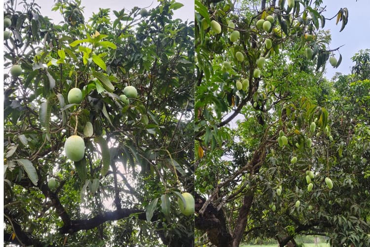 आम की मिठास हुई महंगी, मौसम ने किसानों की कमाई पर फेरा पानी