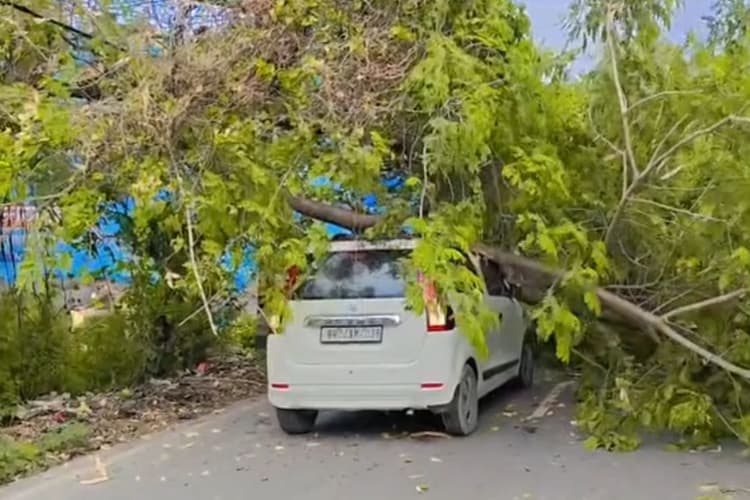चलती कार पर गिरा विशाल पेड़, सड़क पर अचानक गूंजा धमाका
