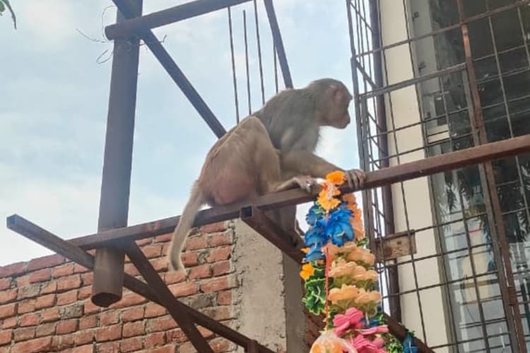 'प्यासे बंदर' तोड़ रहे टंकी का ढक्कन, नगरवासियों ने प्रशासन से लगाई गुहार