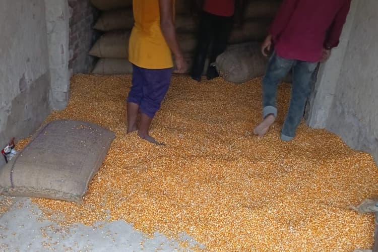 मक्का किसानों के साथ फिर हुआ 'खेला': खलिहान खाली होते ही बढ़े दाम, MSP से अब भी 350 रुपये पीछे है मंडी