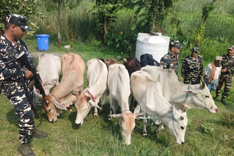 भारत-नेपाल सीमा पर 16.5 किलो गांजा और नेपाली बाइक जब्त, 9 बैलों के साथ तस्कर गिरफ्तार