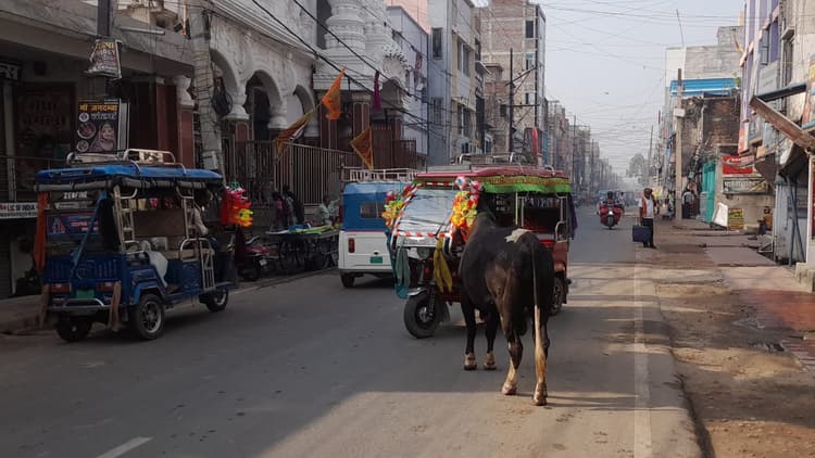 लखीसराय की सड़कों पर आवारा सांढों का आतंक, हर समय बनी रहती है हादसे की आशंका