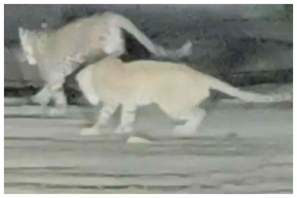 bagaha-news-leopard-pair-spotted-on-madanpur-paniahwa-road-vtr-video-viral bagaha-news-leopard-pair-spotted-on-madanpur-paniahwa-road-vtr-video-viral