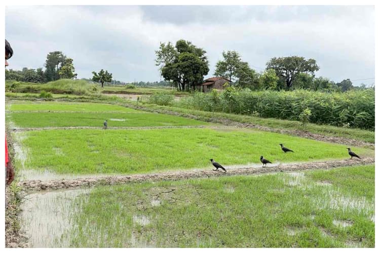 जाले में झमाझम बारिश के बाद सुहाना हुआ मौसम, किसानों के चेहरे खिले