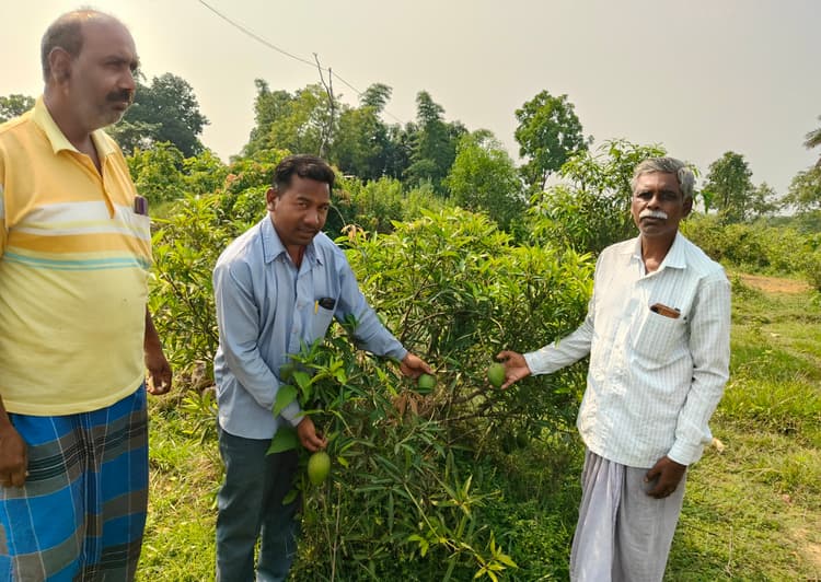 Bokaro News : सेवानिवृत्त शिक्षक ने रचा हरियाली का संसार