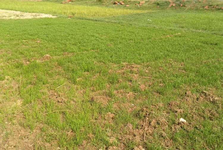 धान बीज के इंतजार में किसान, कइयों ने अपने खर्च पर डाला बिचड़ा