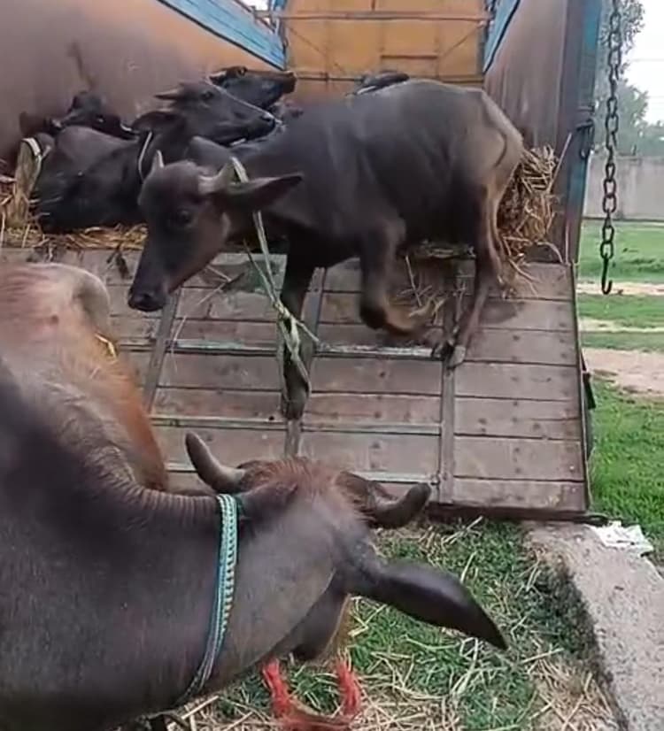 Giridih News :जीटी रोड से 42 मवेशी लदा ट्रक जब्त, पांच गिरफ्तार