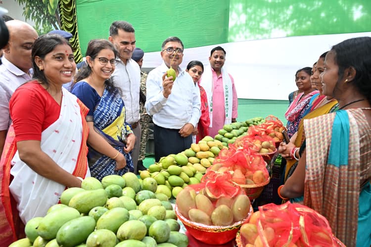 Bokaro News : जिला में 4500 एकड़ में हो रही आम की खेती