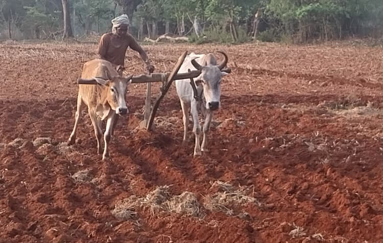 Giridh nesws :किसानों ने बुआई के लिए तैयार किये खेत, अनुदानित दर पर बीज का इंतजार