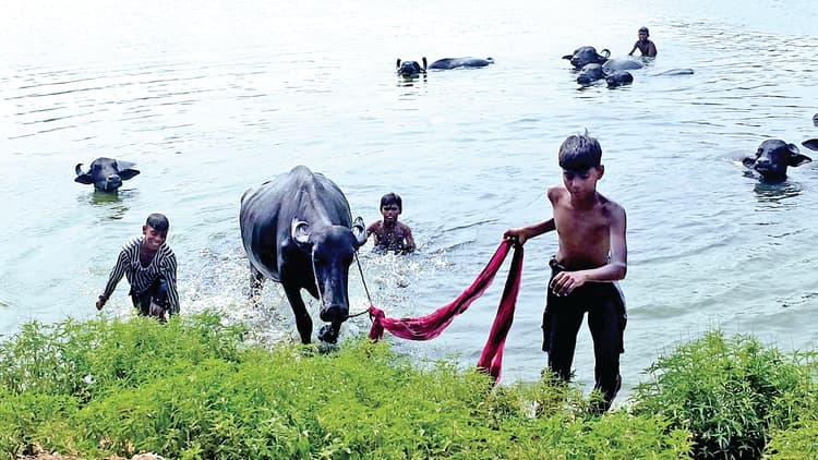 बरदही काली मंदिर के तालाब में मवेशी नहलाने पर लगेगा जुर्माना