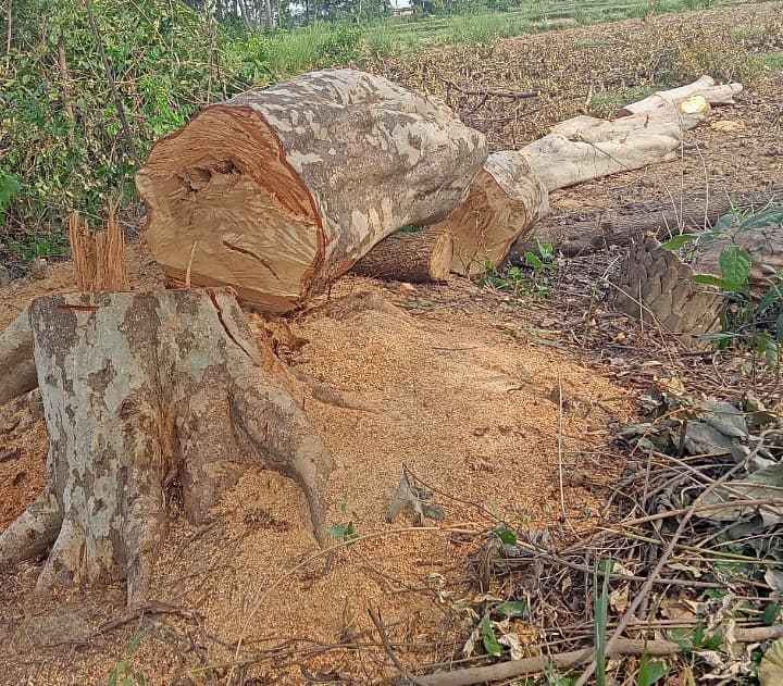 शंभुगंज में गंगटी नदी किनारे सरकारी भूमि से काटे गए हरे पेड़ जब्त