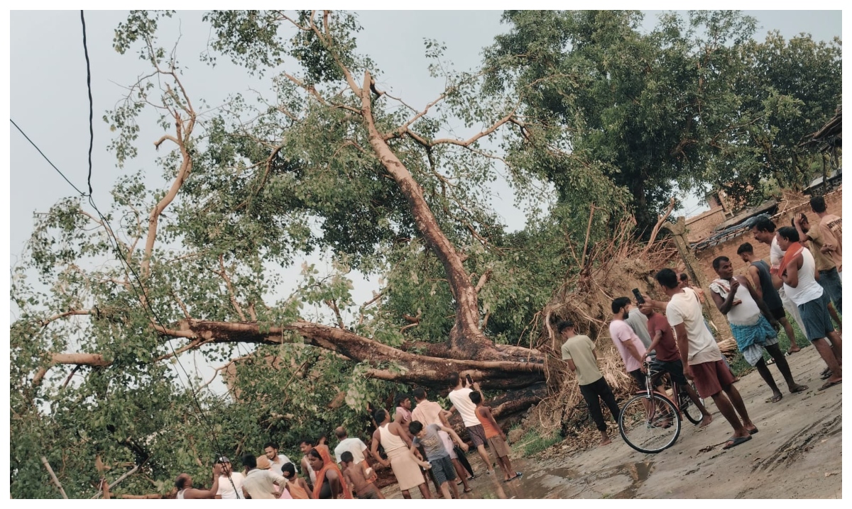 मोतिहारी: सोनबरसा में सड़क पर गिरा विशाल पेड़, बाल-बाल बचे दर्जनों लोग, गांव का संपर्क टूटा
