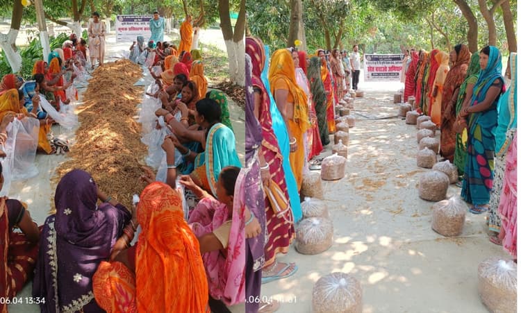 दरभंगा: जाले में मशरूम उत्पादन का प्रशिक्षण, डॉ. दिव्यांशु ने कहा- मशरूम मुनाफे और तंदुरुस्ती का नया सुपरफूड