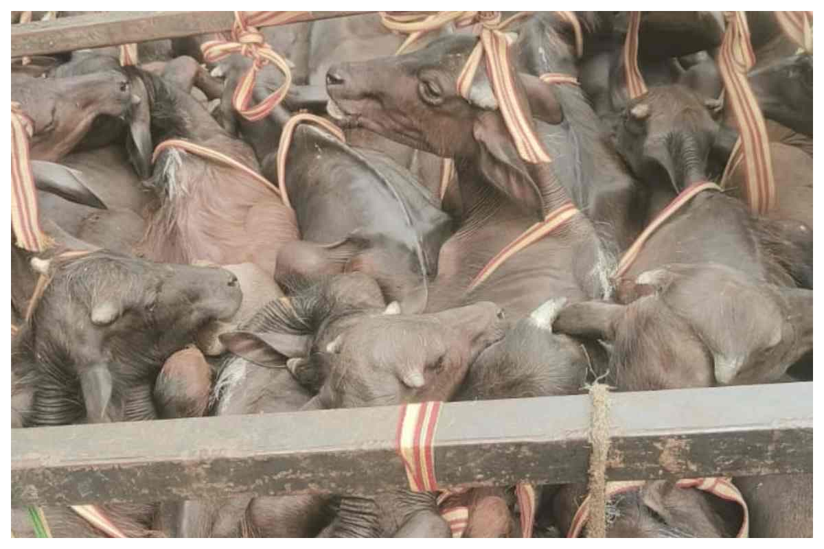 कटरा पुलिस की बड़ी कार्रवाई, मवेशियों से भरा ट्रक पकड़ा गया, जांच जारी