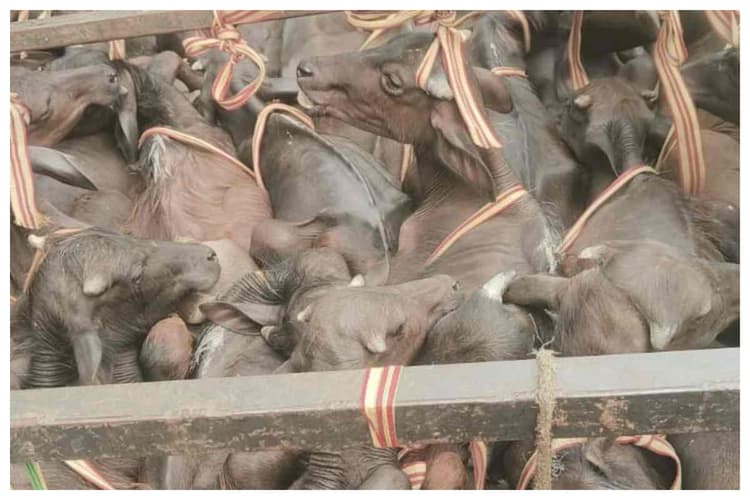 कटरा पुलिस की बड़ी कार्रवाई, मवेशियों से भरा ट्रक पकड़ा गया, जांच जारी