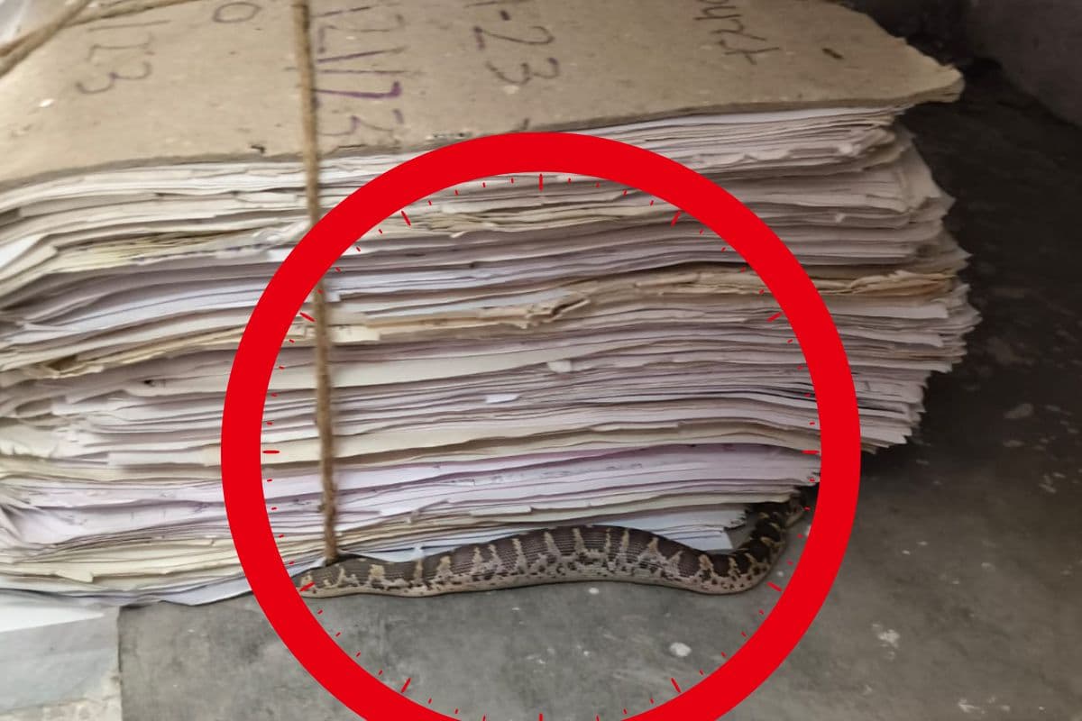 Snake Snake