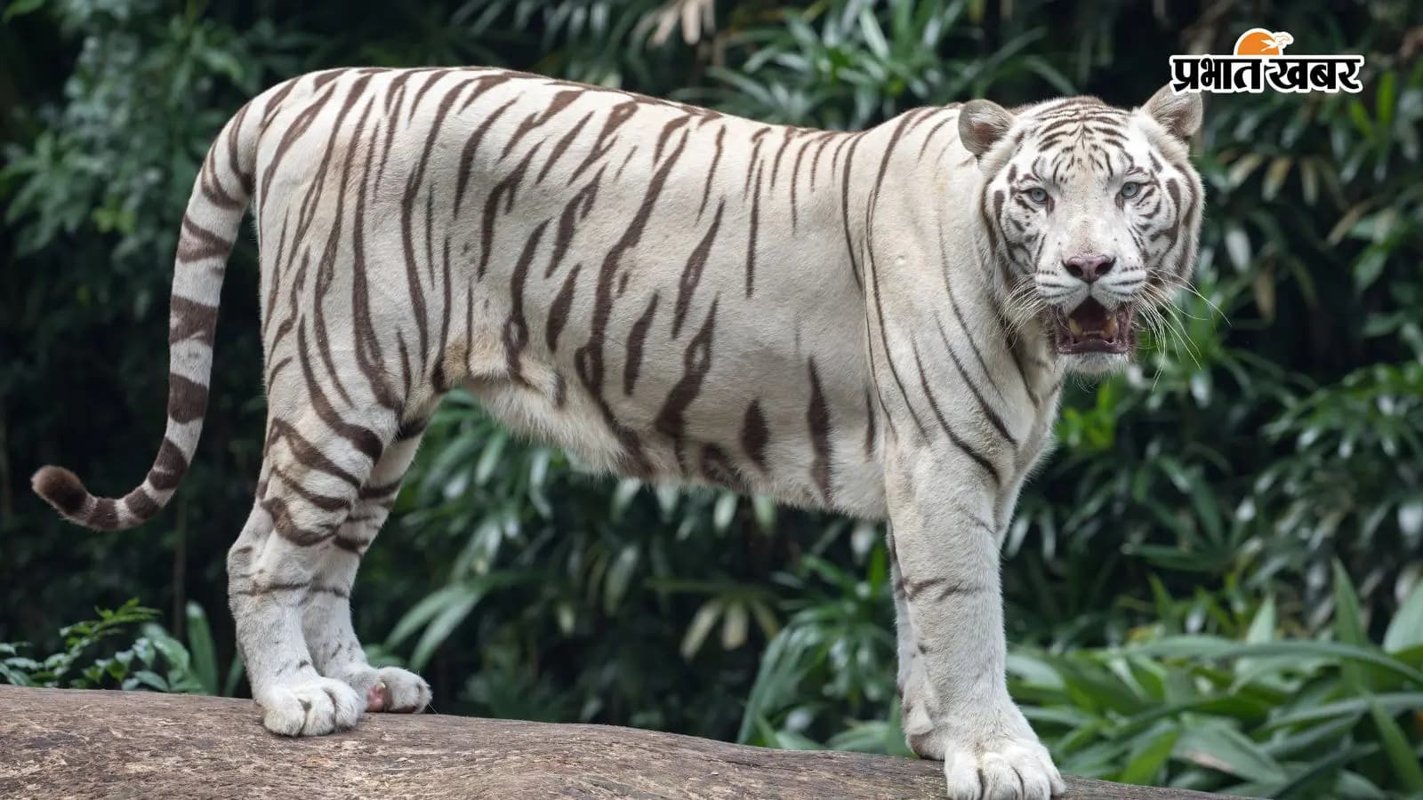 व्हाइट टाइगर की तस्वीर व्हाइट टाइगर की तस्वीर