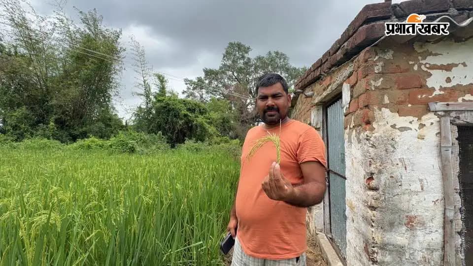 फसल दिखाते किसान ध्रुव सिंह. फसल दिखाते किसान ध्रुव सिंह.