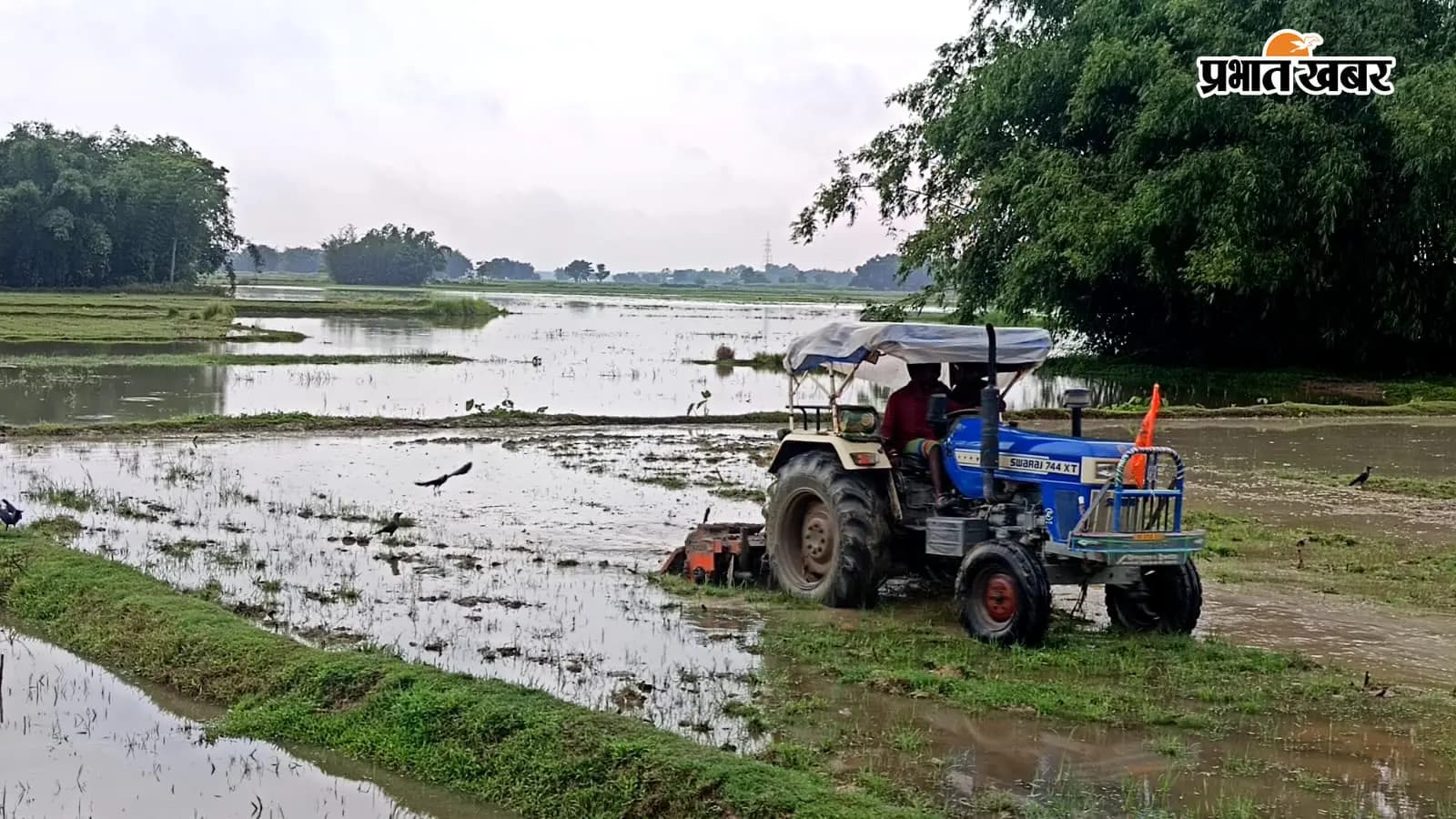 टेढ़ागाछ प्रखंड में बारिश के बाद धान की रोपनी के लिए खेतों में ट्रैक्टर से तैयारी करते किसान. टेढ़ागाछ प्रखंड में बारिश के बाद धान की रोपनी के लिए खेतों में ट्रैक्टर से तैयारी करते किसान.
