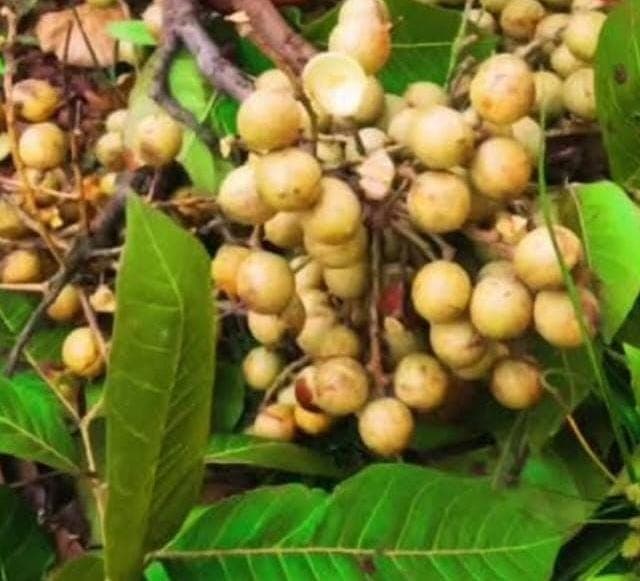 मानसून की दस्तक से कुसुम पर बहार, वीटीआर के जंगलों में लौटी बचपन की मिठास मानसून की दस्तक से कुसुम पर बहार, वीटीआर के जंगलों में लौटी बचपन की मिठास