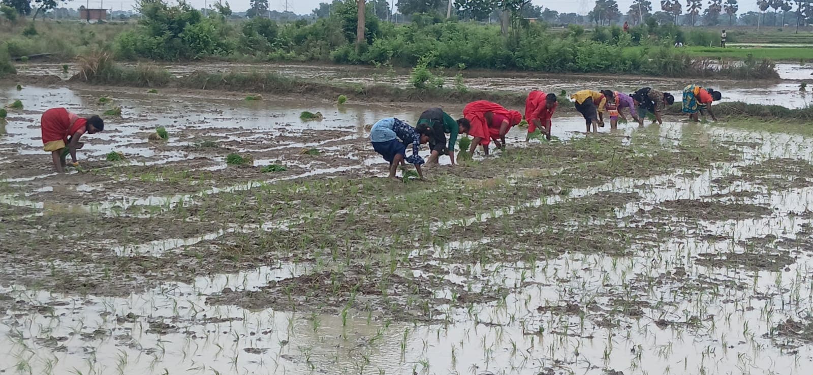 मानसून की बेरुखी ने बढ़ाई किसानों की चिंता, धान की रोपनी प्रभावित मानसून की बेरुखी ने बढ़ाई किसानों की चिंता, धान की रोपनी प्रभावित