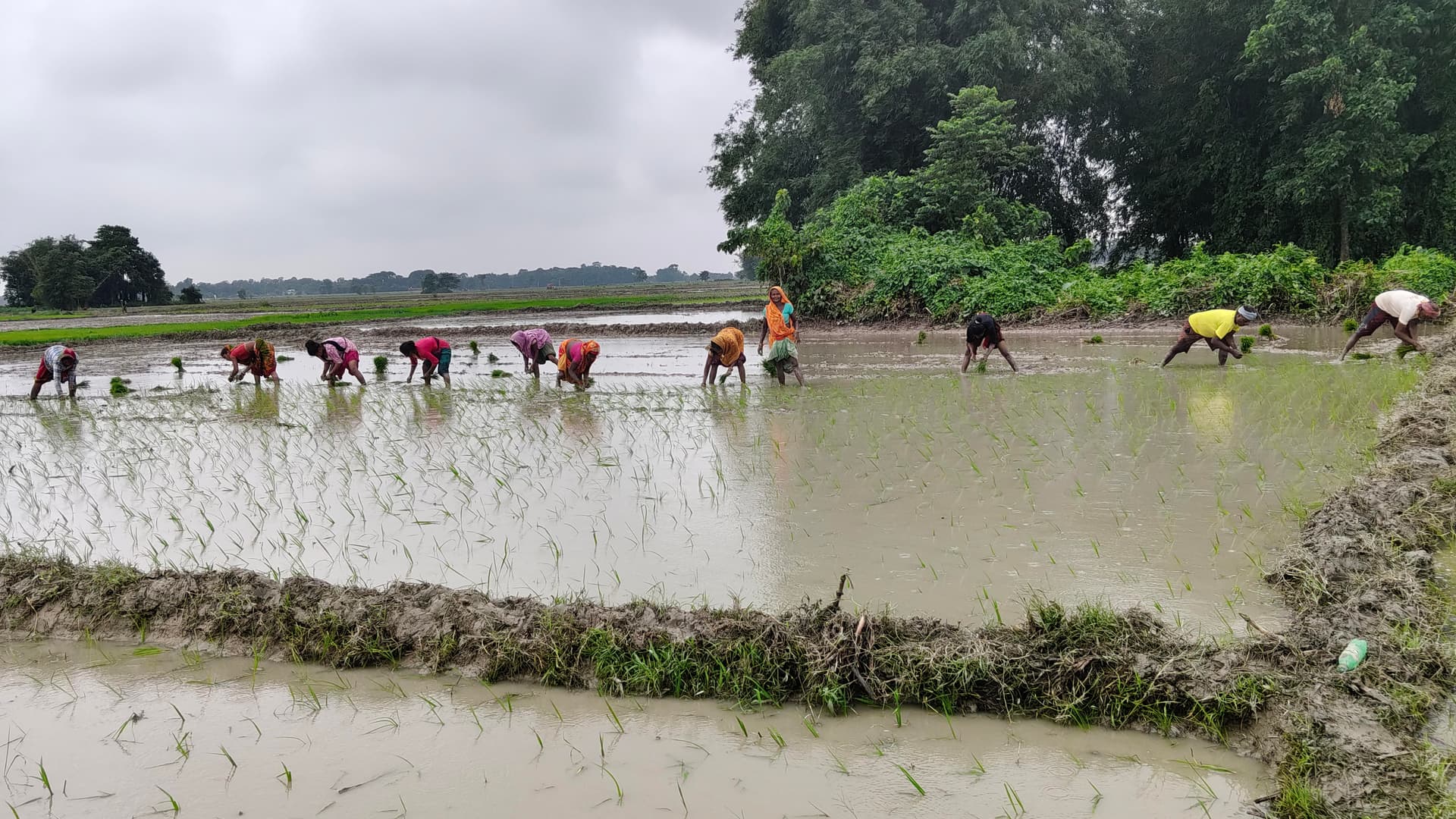 मौनसून की बेरुखी के बाद बारिश से किसानों के चेहरे खिले, धान की रोपनी में आई तेजी मौनसून की बेरुखी के बाद बारिश से किसानों के चेहरे खिले, धान की रोपनी में आई तेजी