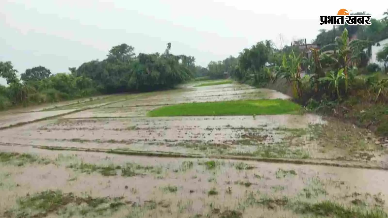 बारिश के बाद खेत में जमा बारिश का पानी, फोटो- प्रभात खबर बारिश के बाद खेत में जमा बारिश का पानी, फोटो- प्रभात खबर