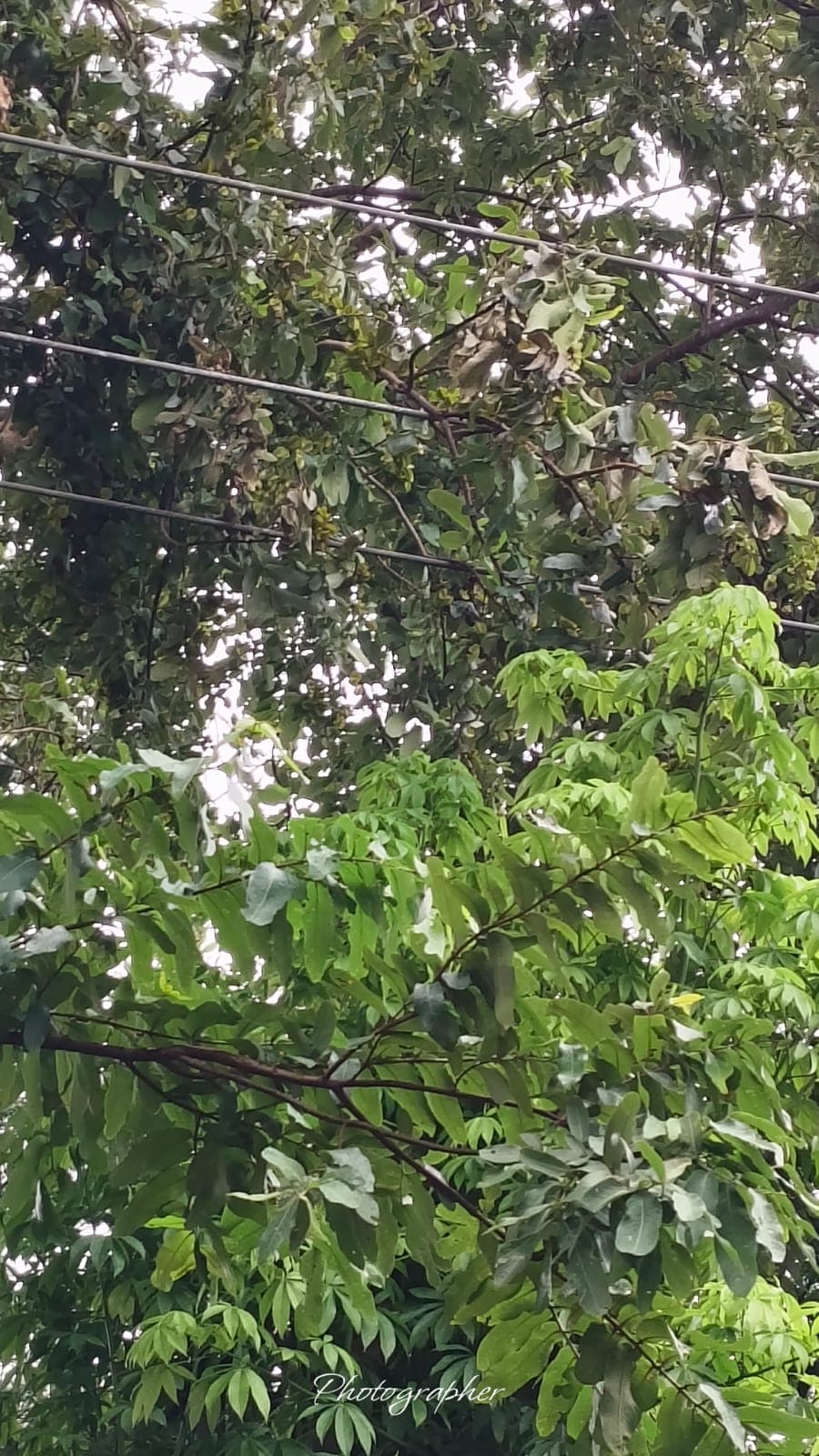 अख्तियारपुर पड़ेया सब-स्टेशन में बिजली संकट गहराया, 10 घंटे से आपूर्ति ठप अख्तियारपुर पड़ेया सब-स्टेशन में बिजली संकट गहराया, 10 घंटे से आपूर्ति ठप