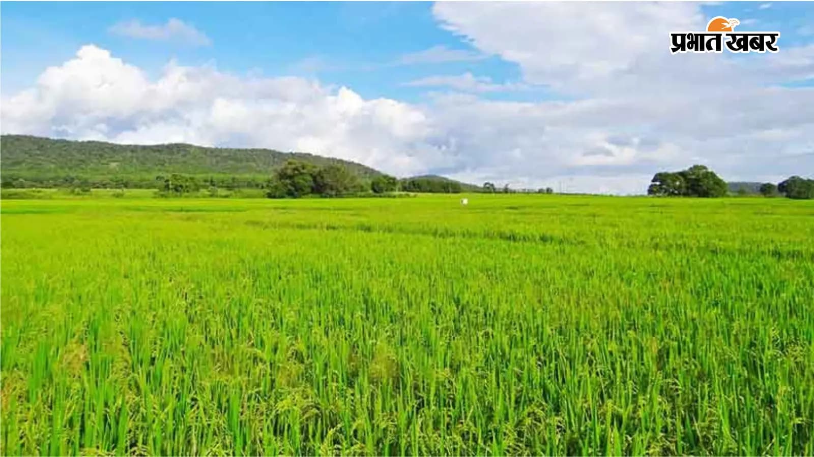 जिले में धान का बिचड़ा लगाने का काम लगभग हो गया है पूरा जिले में धान का बिचड़ा लगाने का काम लगभग हो गया है पूरा