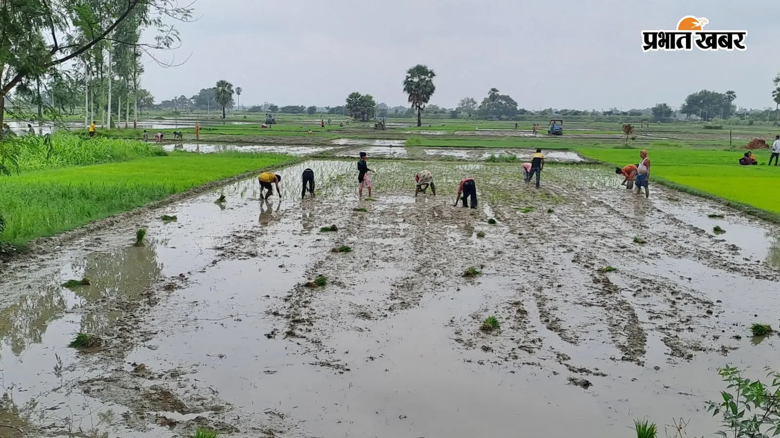 धान की रोपनी करते किसान धान की रोपनी करते किसान