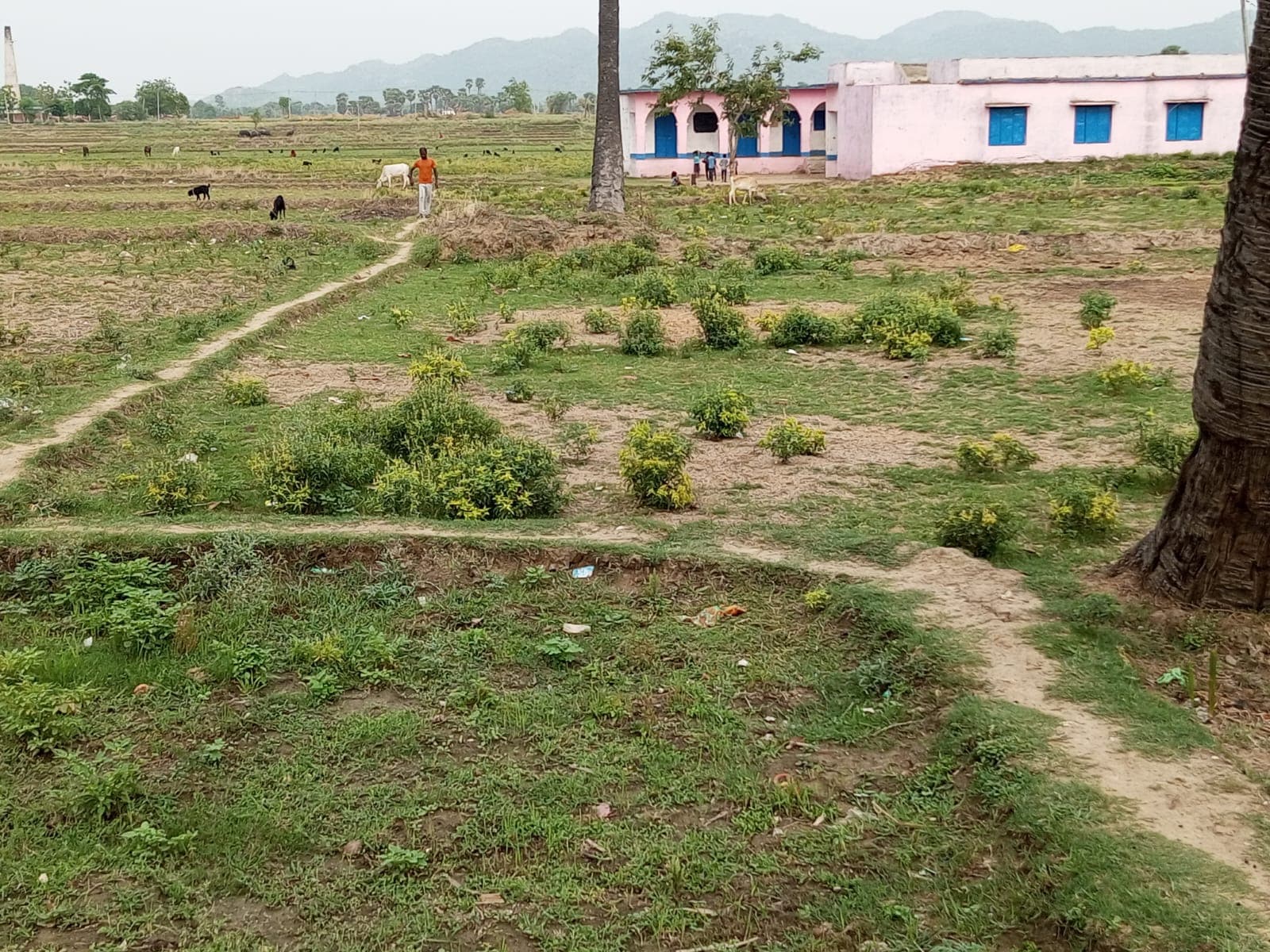 17 साल बाद भी स्कूल तक नहीं बना रास्ता, कीचड़ भरी पगडंडी से पहुंच रहे बच्चे 17 साल बाद भी स्कूल तक नहीं बना रास्ता, कीचड़ भरी पगडंडी से पहुंच रहे बच्चे