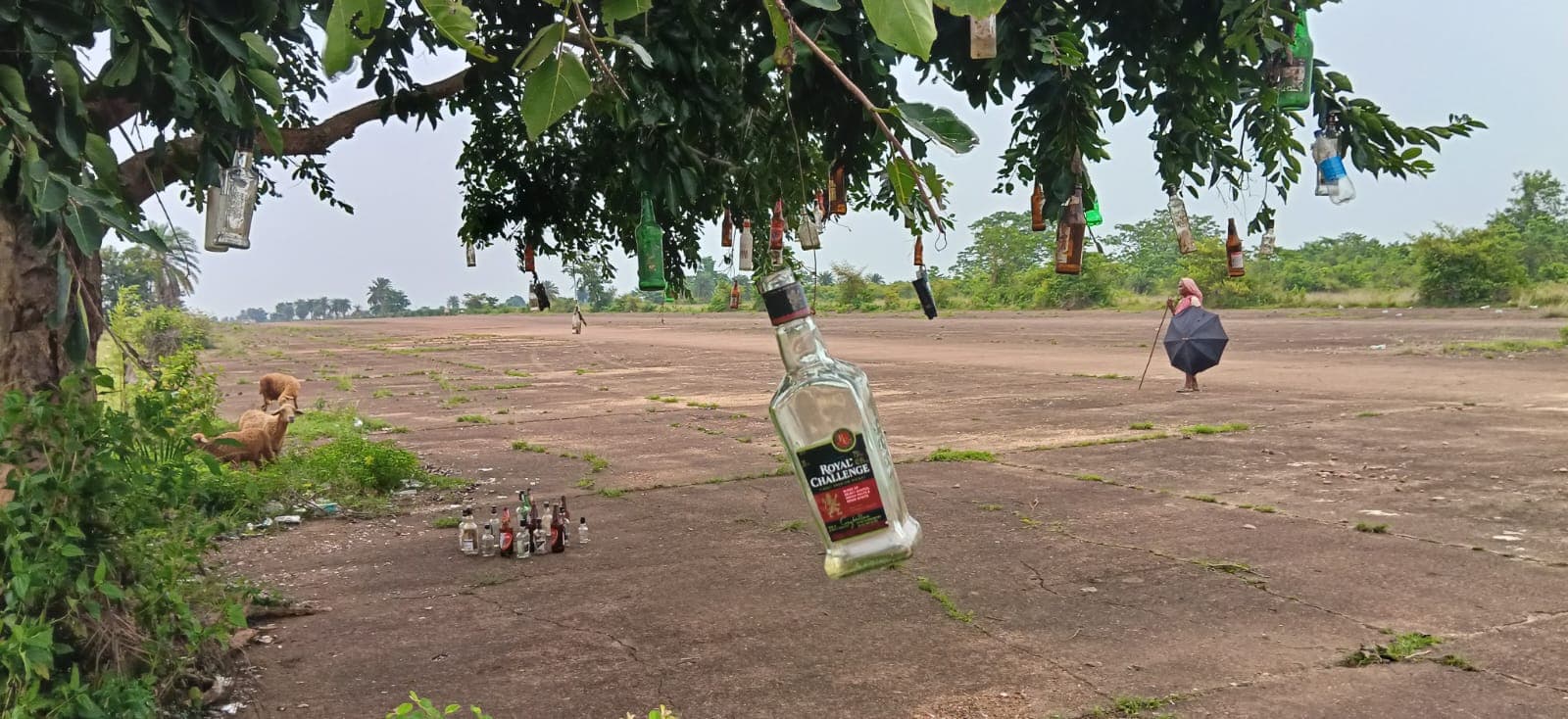 चाकुलिया हवाई पट्टी बना असामाजिक तत्वों का अड्डा चाकुलिया हवाई पट्टी बना असामाजिक तत्वों का अड्डा