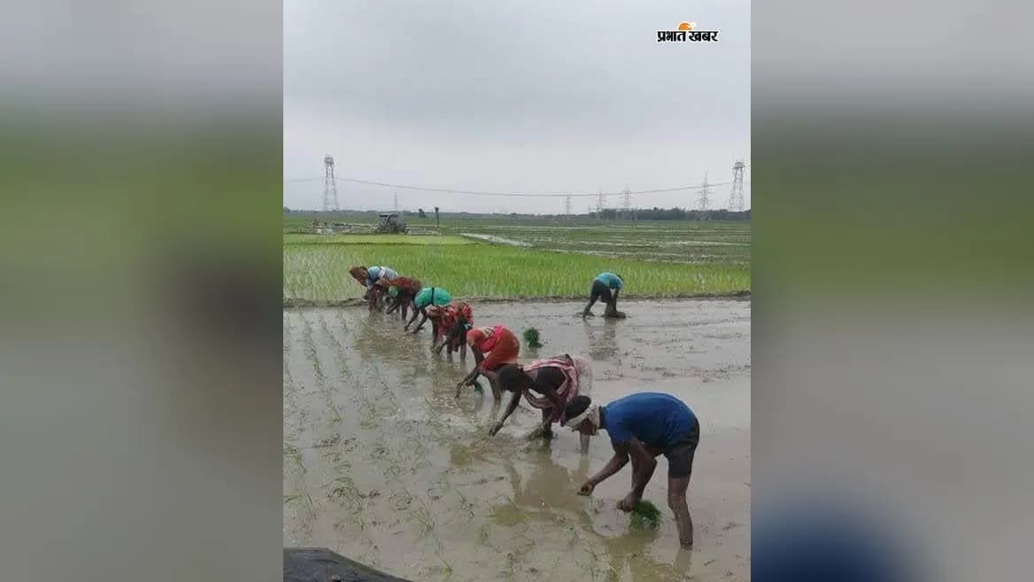 अररिया में बारिश के बाद खेतों में धान की रोपनी करते किसान. अररिया में बारिश के बाद खेतों में धान की रोपनी करते किसान.