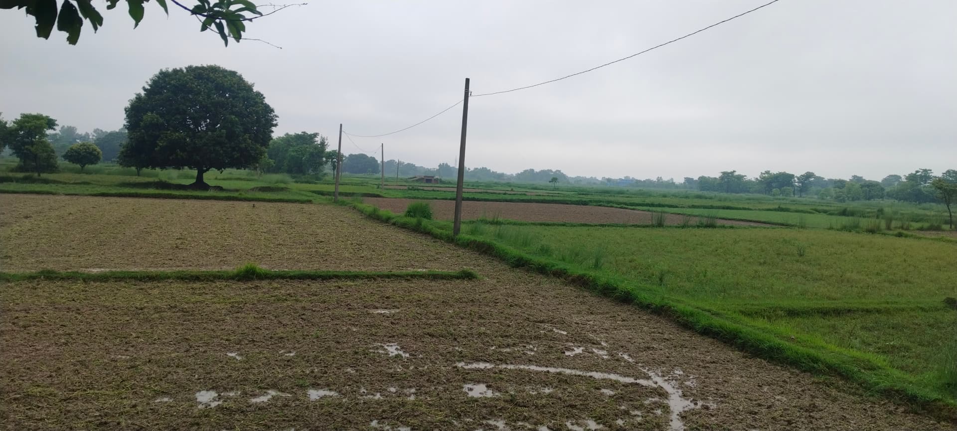 अनुकूल हुआ मानसून, रिमझिम बारिश से खेतों में लौटी रौनक अनुकूल हुआ मानसून, रिमझिम बारिश से खेतों में लौटी रौनक