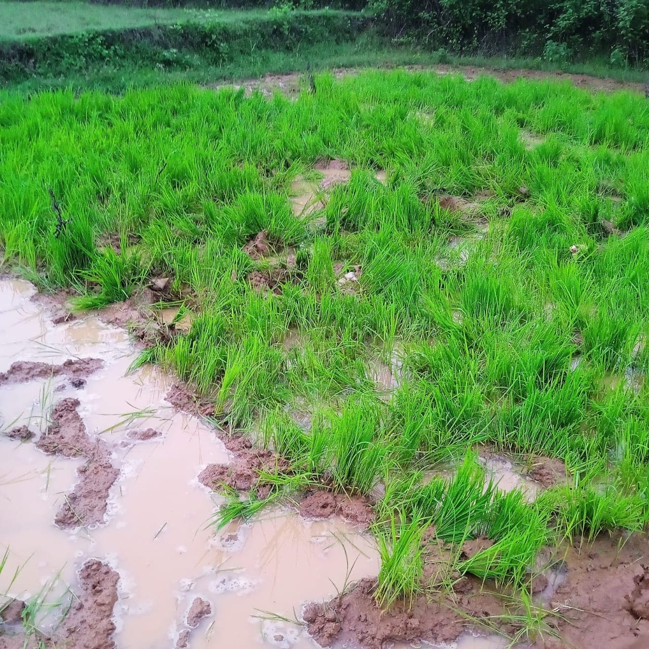 हाथियों ने किसानों की एक माह की मेहनत पर पानी फेरा हाथियों ने किसानों की एक माह की मेहनत पर पानी फेरा