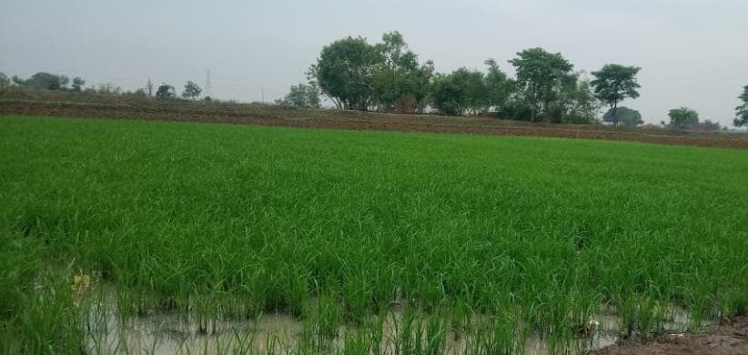 केसठ में केवल तीन प्रतिशत भूमि पर हुई धान की रोपनी, बारिश के इंतजार में किसान केसठ में केवल तीन प्रतिशत भूमि पर हुई धान की रोपनी, बारिश के इंतजार में किसान