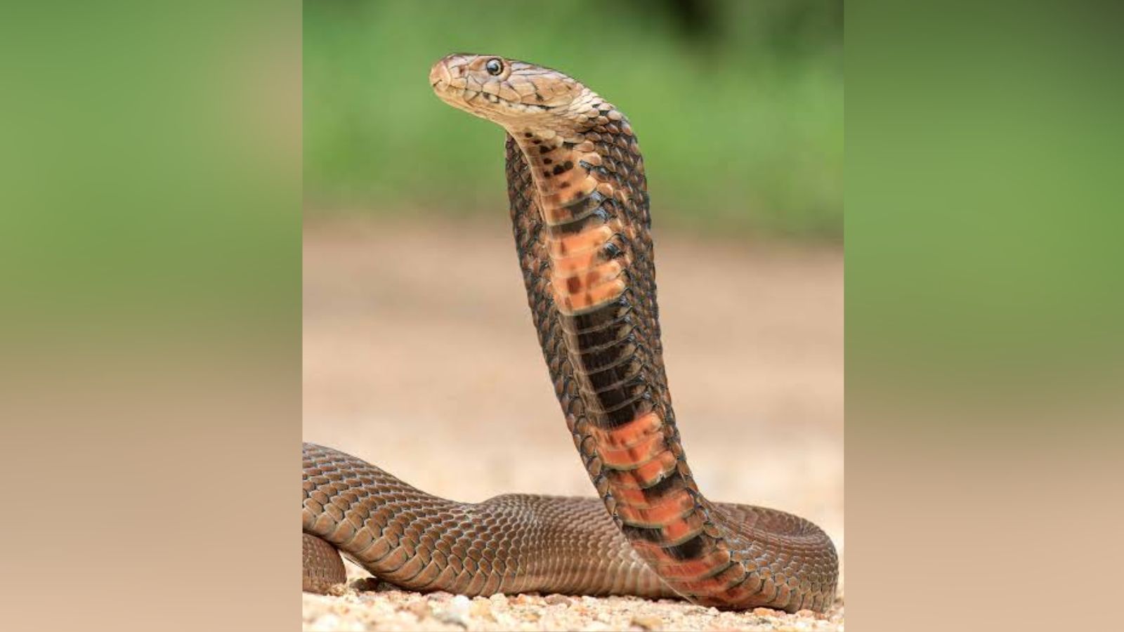 Snake Bite