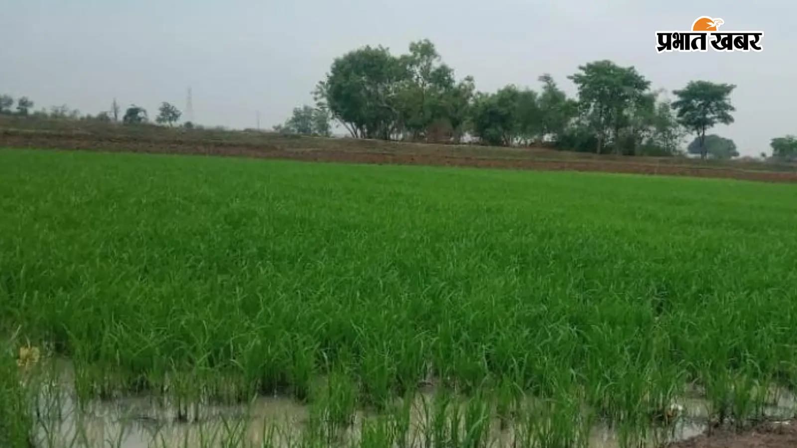 केसठ में तीन प्रतिशत भूमि पर हुई धान की रोपनी केसठ में तीन प्रतिशत भूमि पर हुई धान की रोपनी