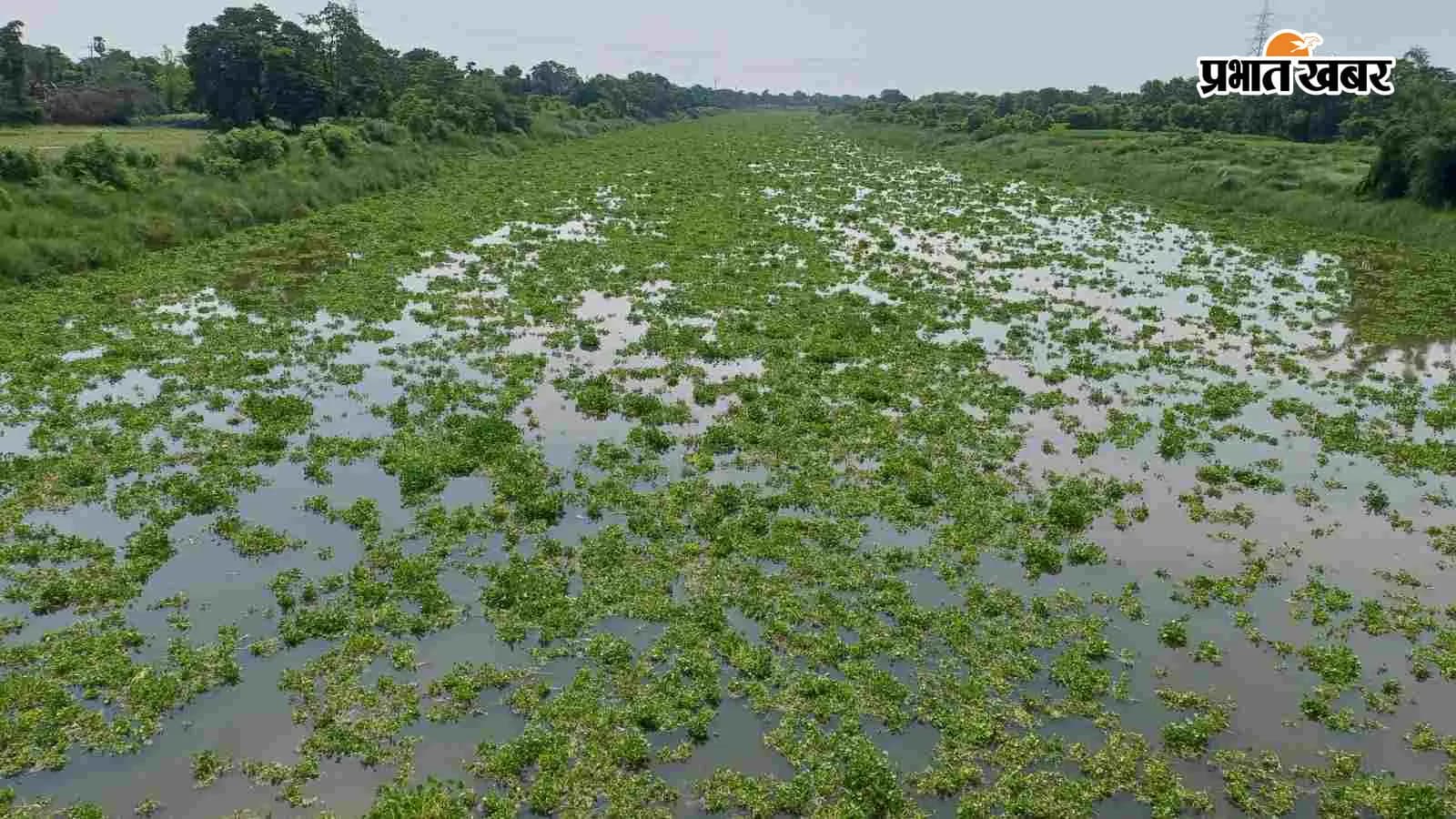 नदी में जलकुंभी का अंबार, फोटो- प्रभात खबर नदी में जलकुंभी का अंबार, फोटो- प्रभात खबर