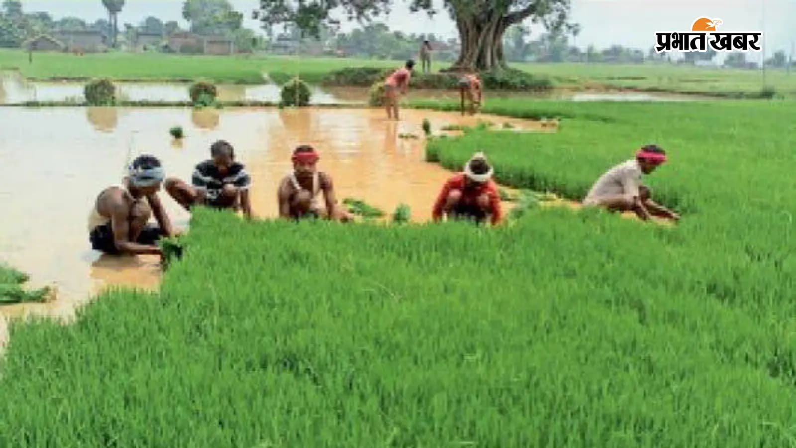 जिले में अभी तक 11प्रतिशत ही हुई है धान की रोपनी जुलाई में अभी तक सामान्य से 65 प्रतिशत कम हुई है बारिश जिले में अभी तक 11प्रतिशत ही हुई है धान की रोपनी जुलाई में अभी तक सामान्य से 65 प्रतिशत कम हुई है बारिश