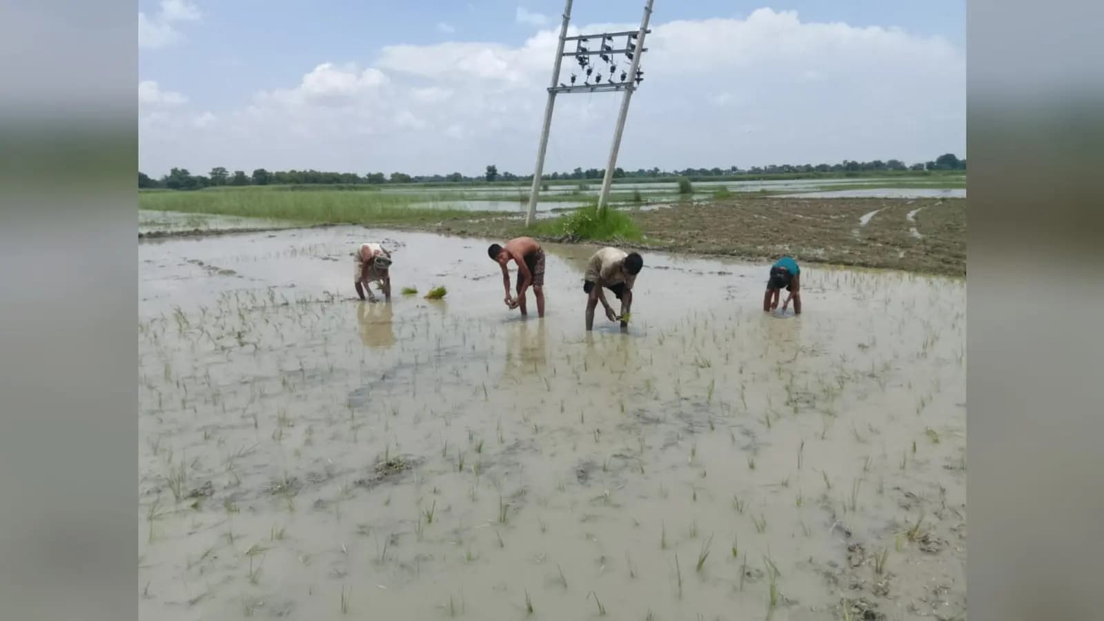 सीवान में बारिश बनी किसानों की उम्मीद, 49.85 प्रतिशत धान की रोपनी पूरी, तेजी से बढ़ रहा रकबा