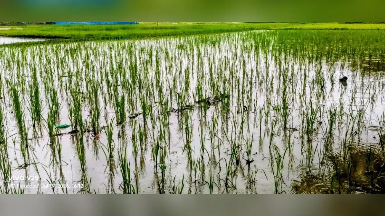 सीवान: बड़हरिया में लगातार बारिश से धान की फसल पर संकट, जलभराव से किसानों की बढ़ी चिंता