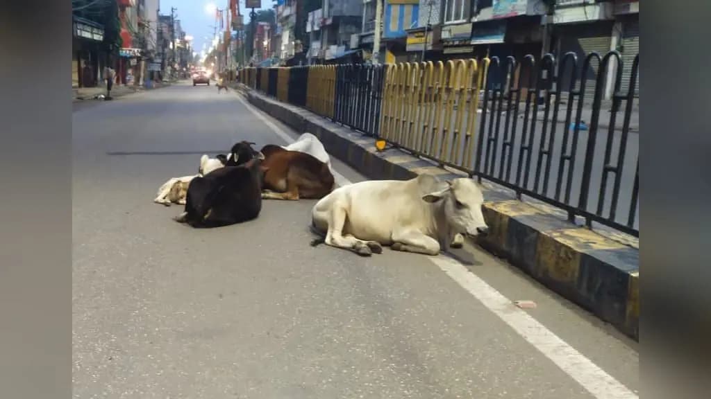 सड़कों पर आवारा मवेशियों का कब्जा, 52 लाख की लागत से बनी गोशाला भी अब तक नहीं हो पाई शुरू