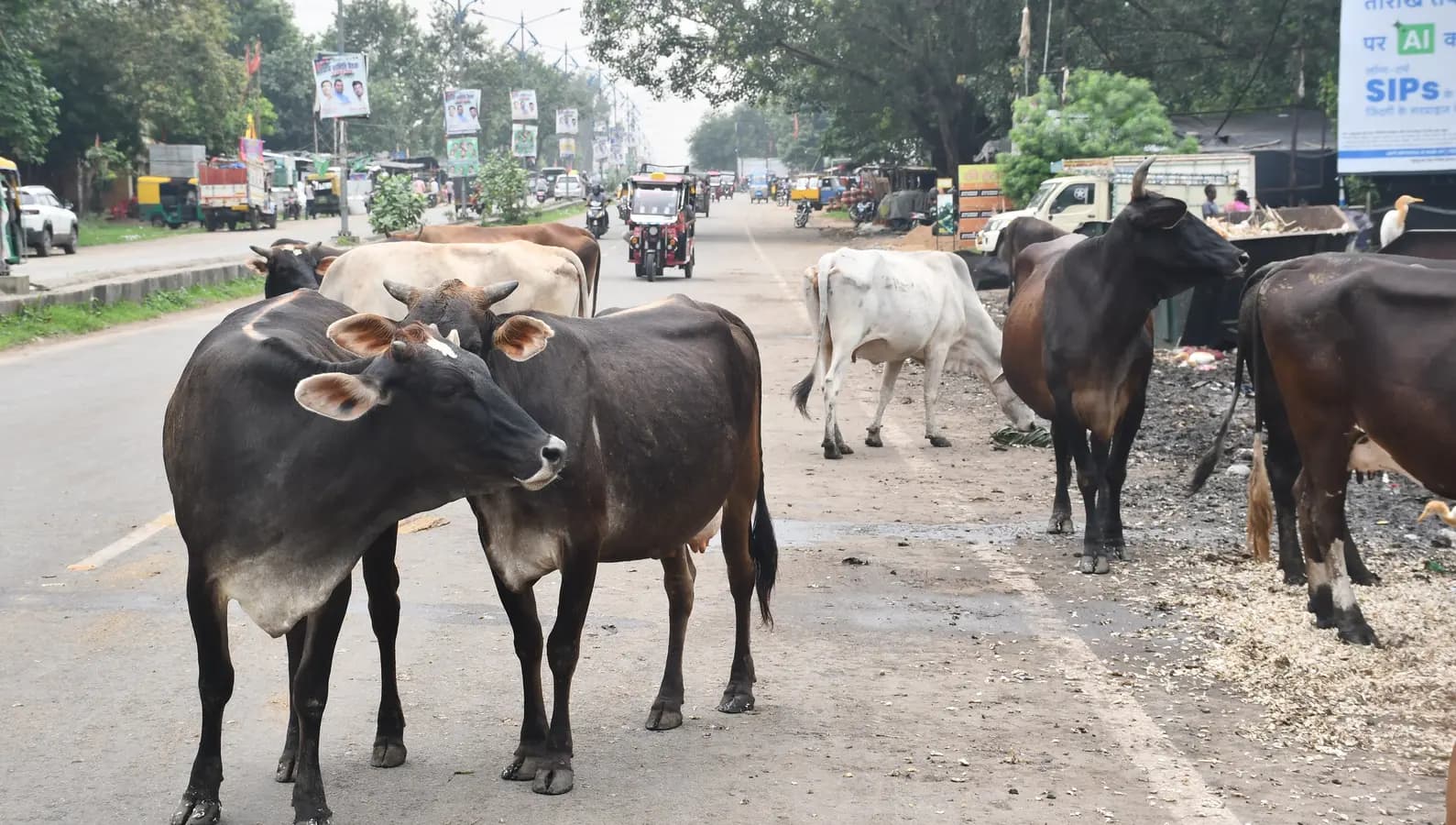बोकारो व चास में सड़क पर घूमने वाले पशु बन रहे हैं परेशानी का सबब, रोजाना हो रही कई दुर्घटना